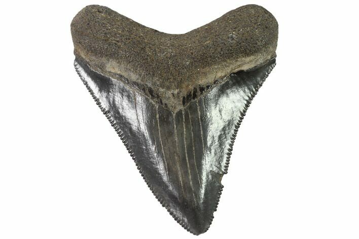 Serrated, Juvenile Megalodon Tooth - Georgia #90832